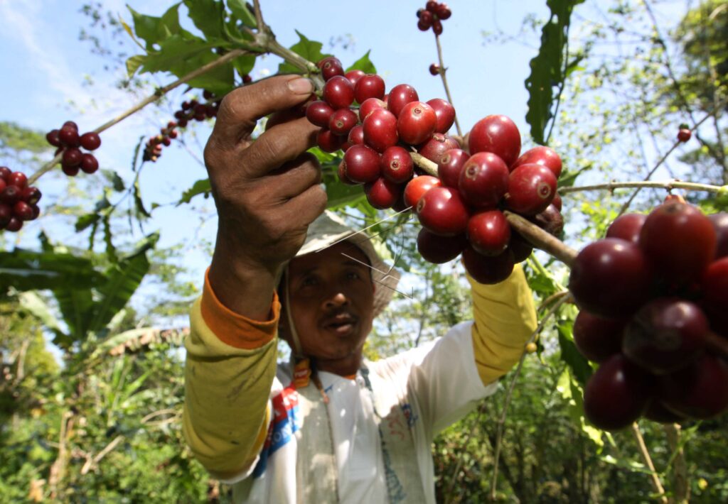 ARABICA COFFEE WORKERS