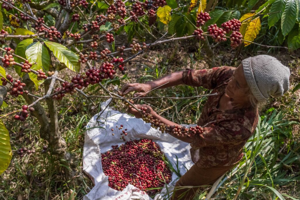 REBUSTA COFFEE FARM IN KELIR SLOPES