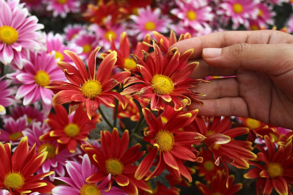 CHRYSANTHEMUMS