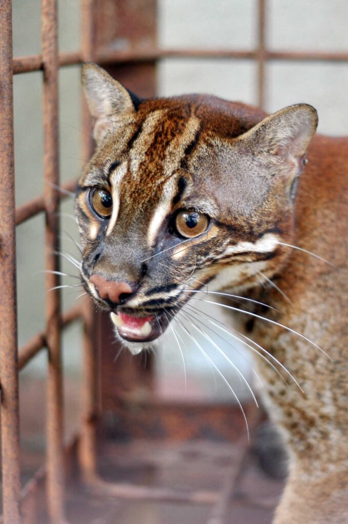 AN ASIAN GOLDEN CAT