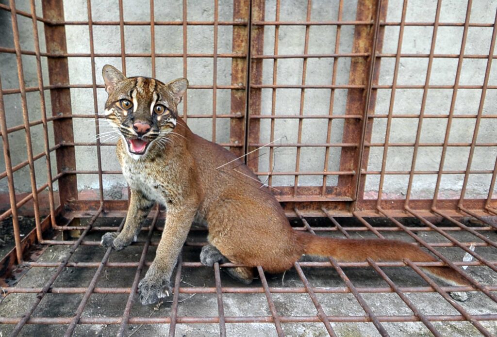 AN ASIAN GOLDEN CAT