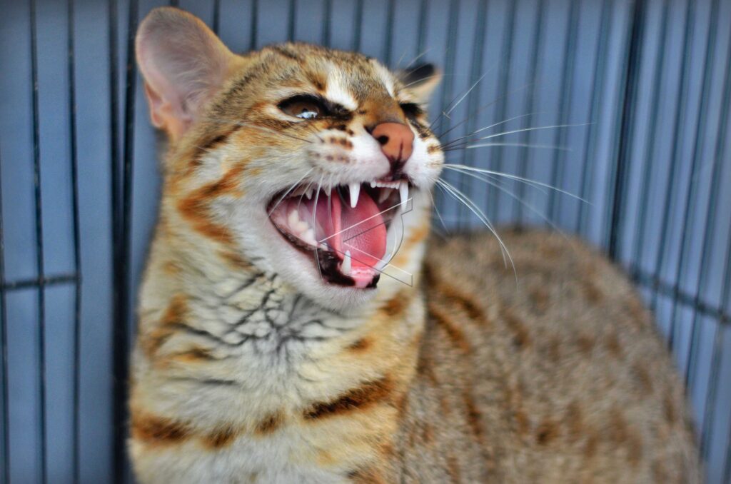 LEOPARD CAT