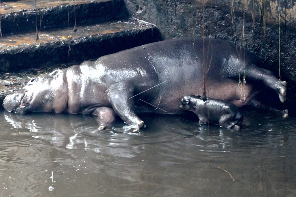 BABY PYGMY HIPPOPOTAMUS