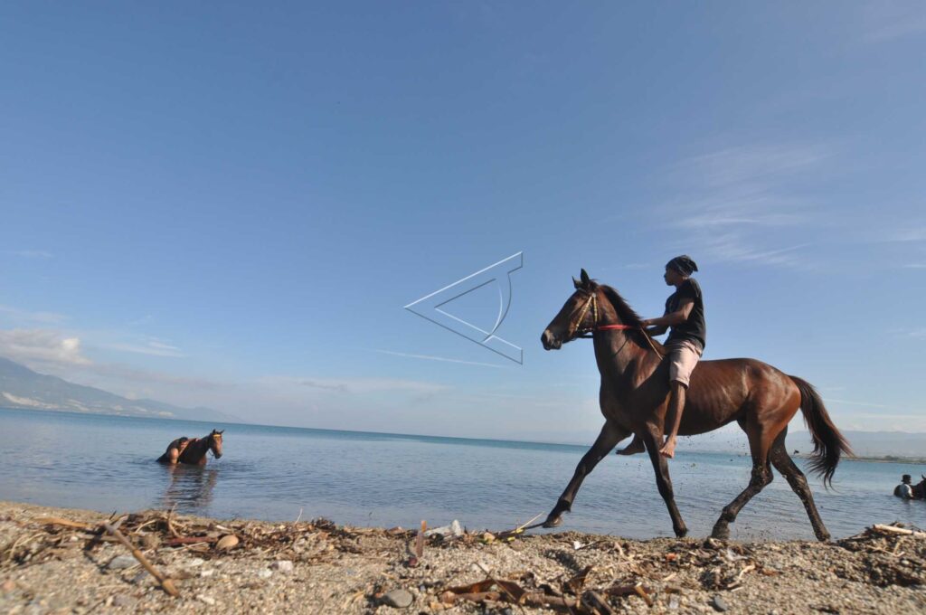 KUDA PACU PANTAI TELUK PALU