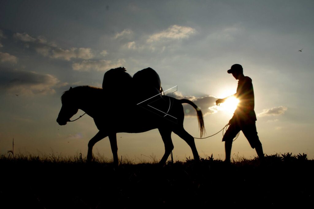GRAIN-CARRYING HORSE