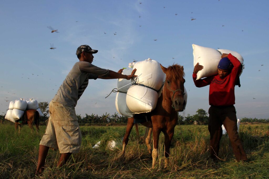 GRAIN-CARRYING HORSE
