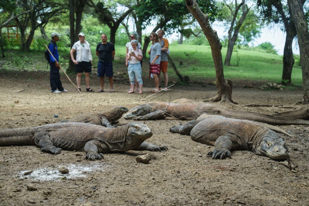 KOMODO TOURISM IN RINC ISLAND