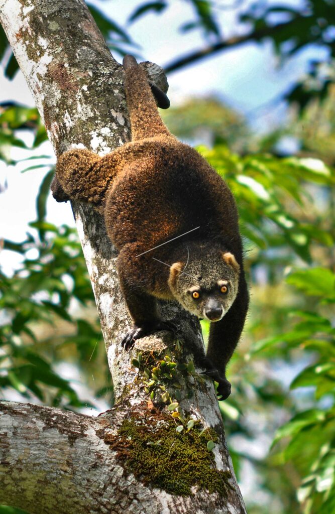 SULAWESI BEAR CUSCUS