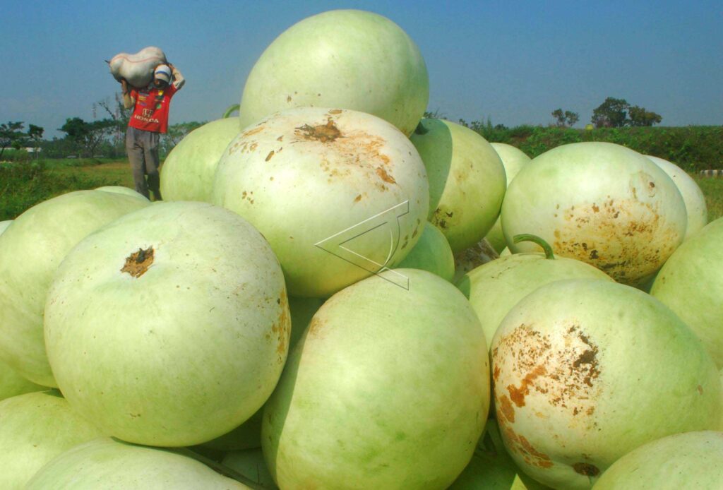 EKSPOR LABU KE JEPANG