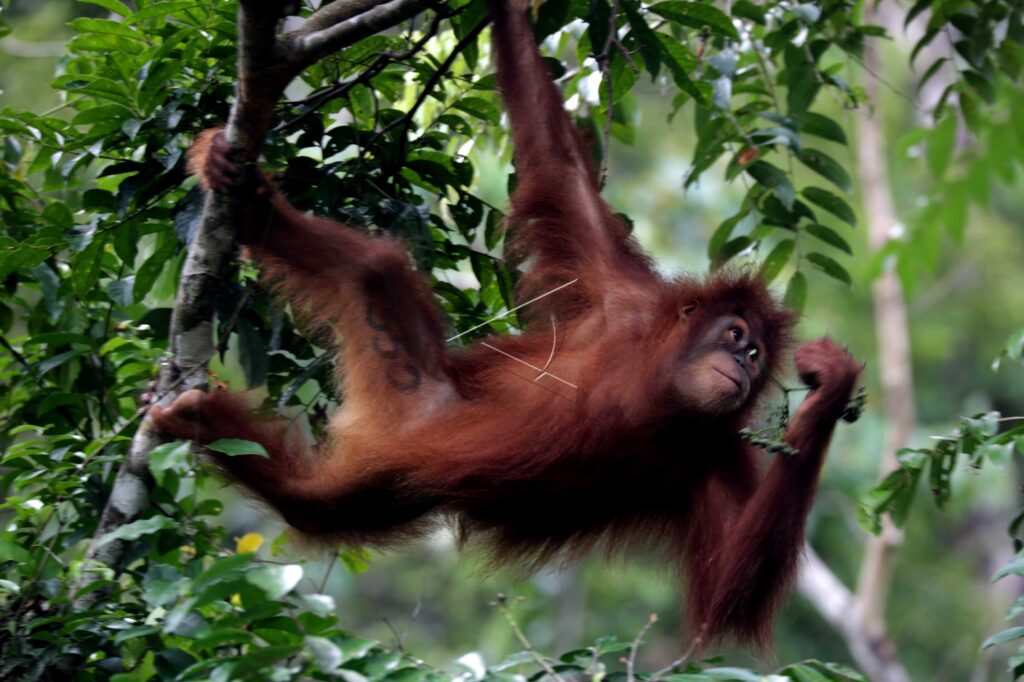 SUMATRA ORANGUTANS
