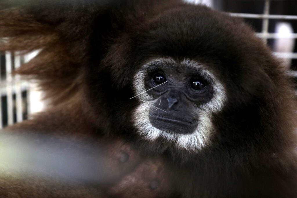 SUMATRAN GIBBON BEING RELEASED
