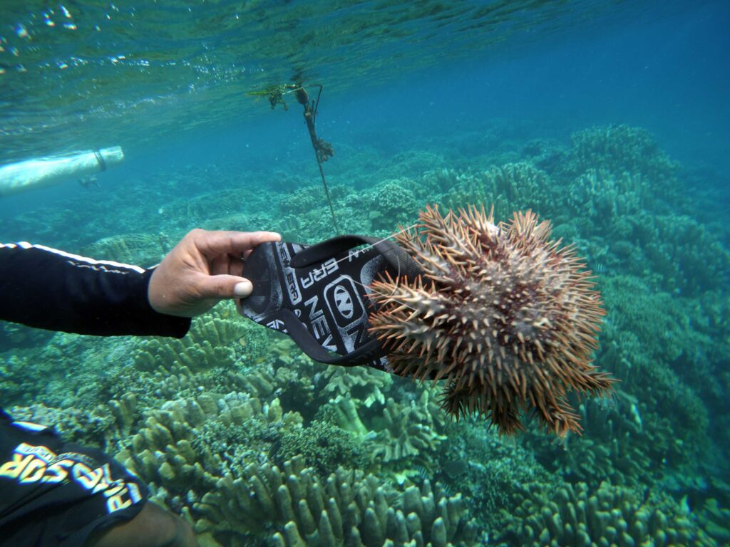 CENTIPEDES DESTROY CORAL REEFS