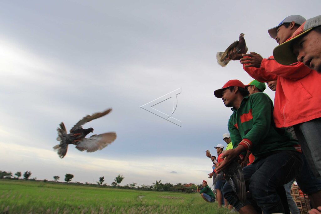 PIGEON SPRINT COMPETITION
