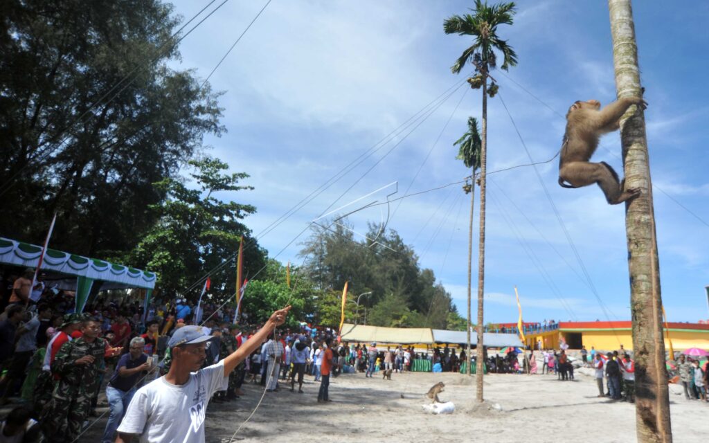 PIGTAIL MACAQUE PICK COCONUT COMPETITION