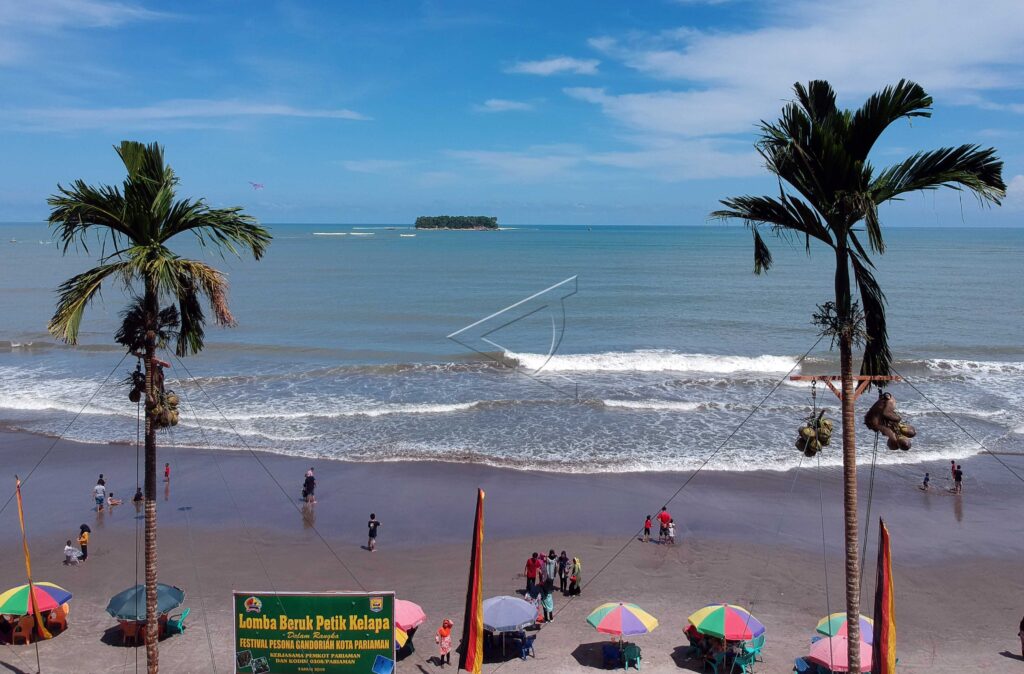 PIGTAIL MACAQUE PICK COCONUT COMPETITION