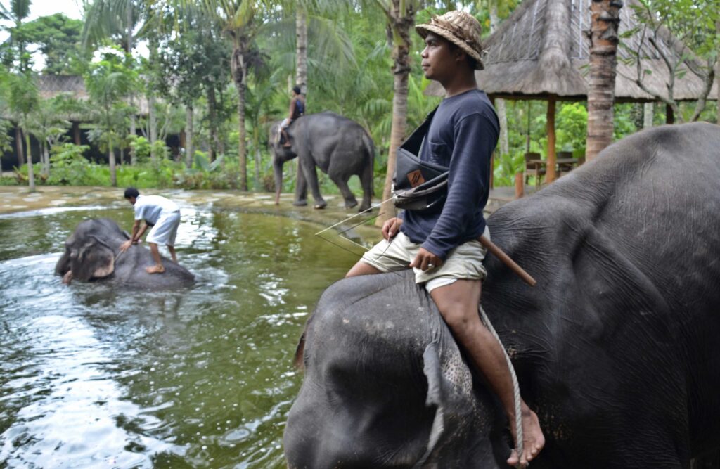 MAHOUTS BATHED THE ELEPHANTS
