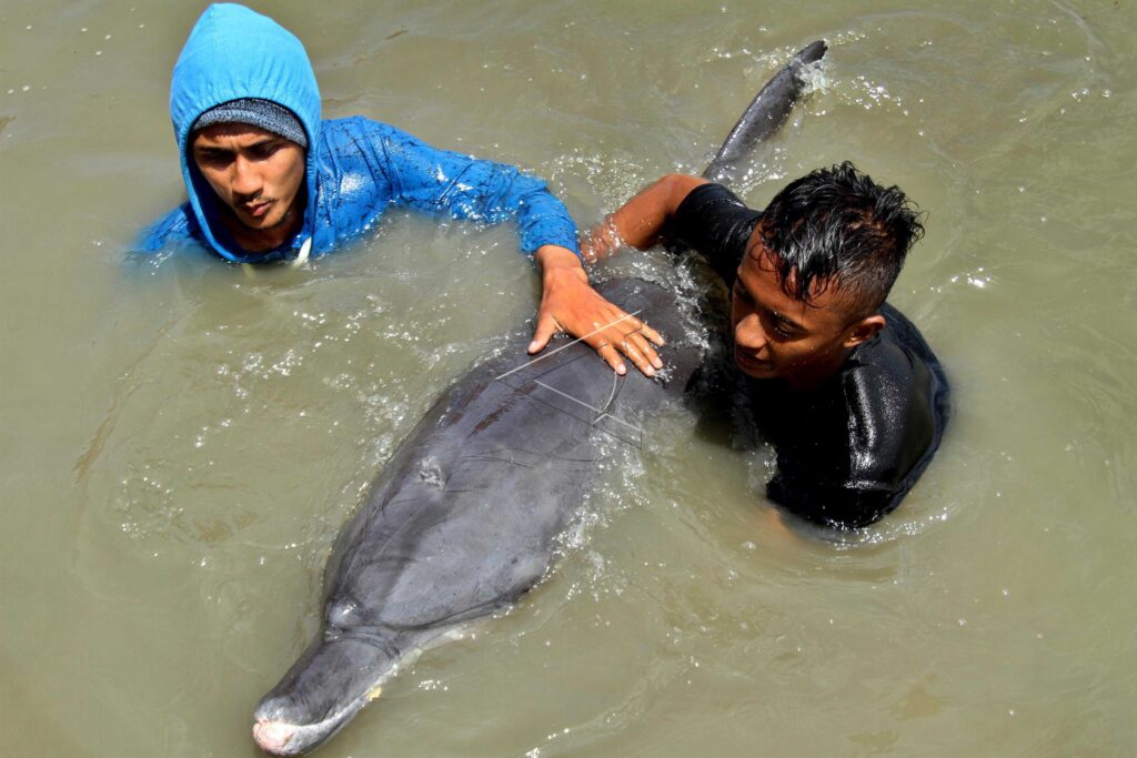STRANDED DOLPHIN