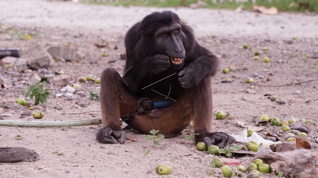 CELEBES CRESTED MACAQUE
