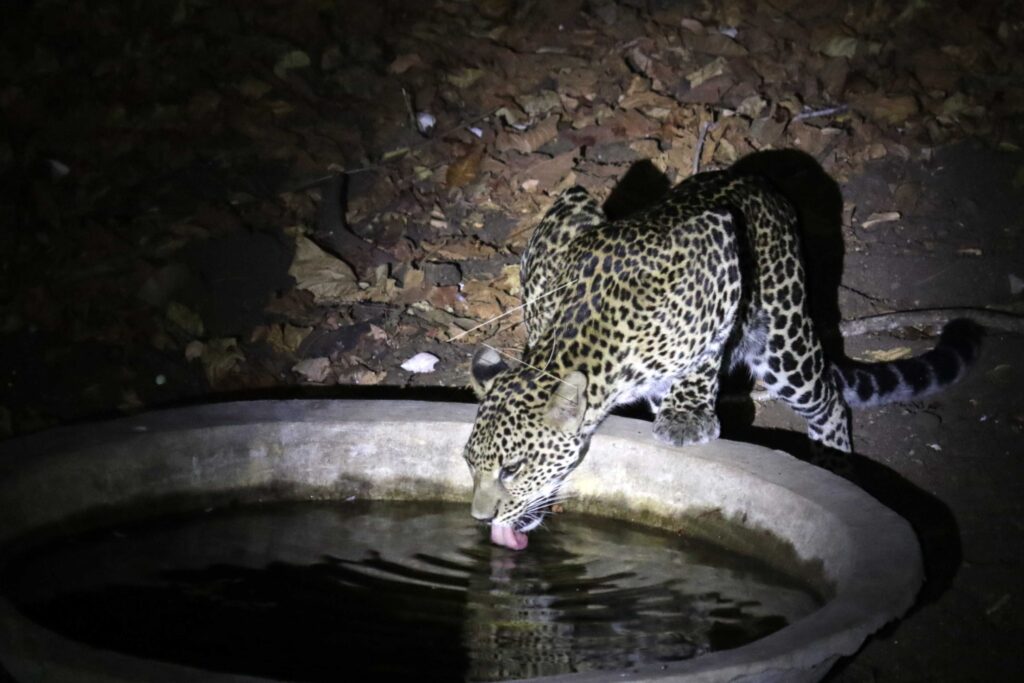 JAVAN LEOPARD