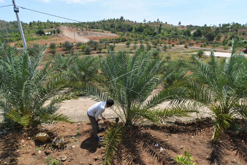 MANFAATKAN LAHAN TANDUS UNTUK TANAMAN KURMA