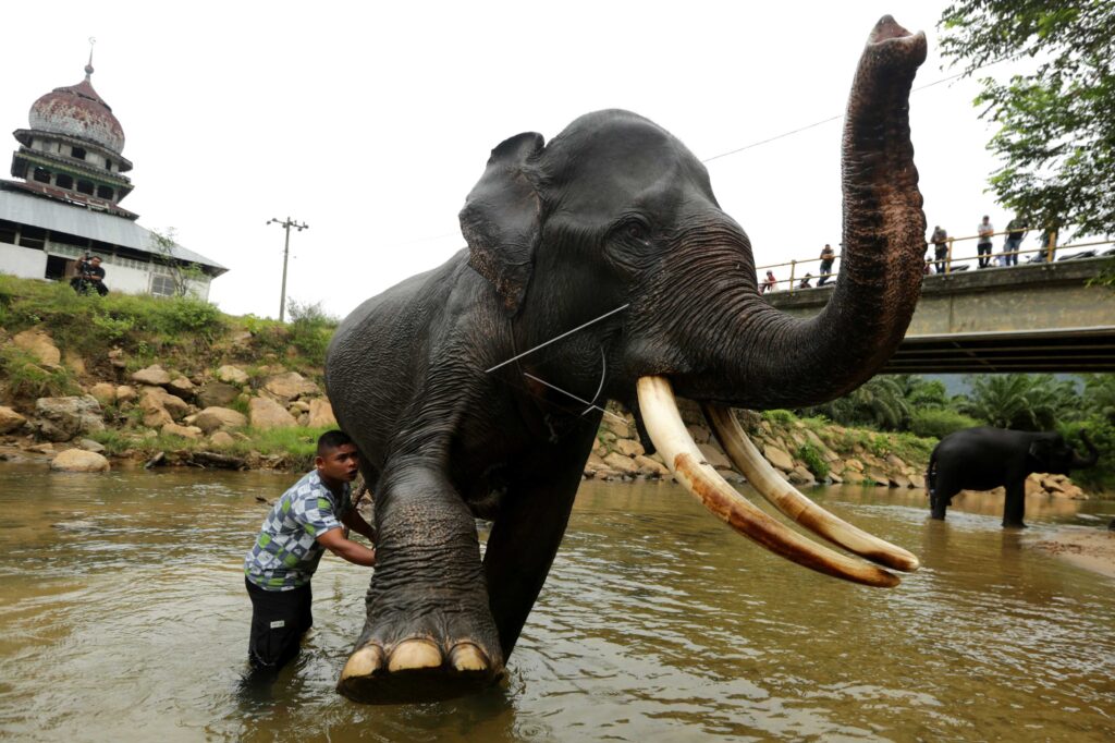 ELEPHANT TRAINING