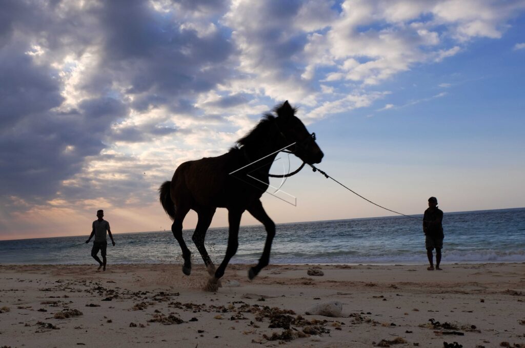 SANDALWOOD PONY TRAINING