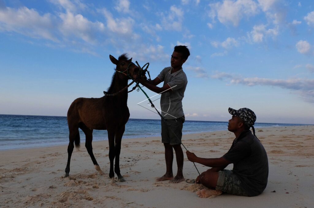 SANDALWOOD PONY TRAINING