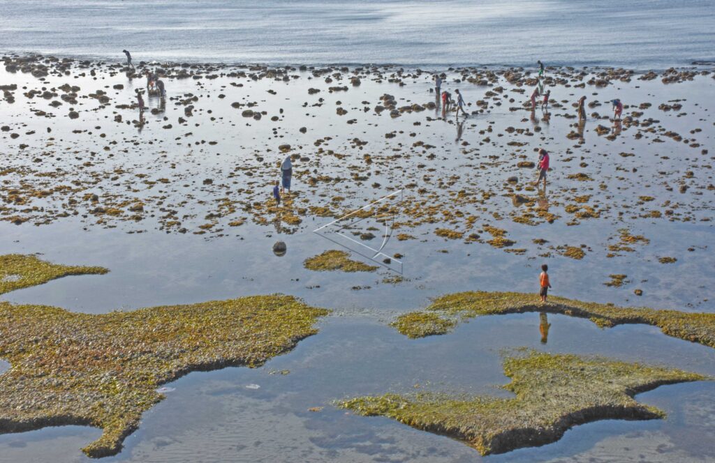 PEOPLE TRY TO FIND SEA SHELLS