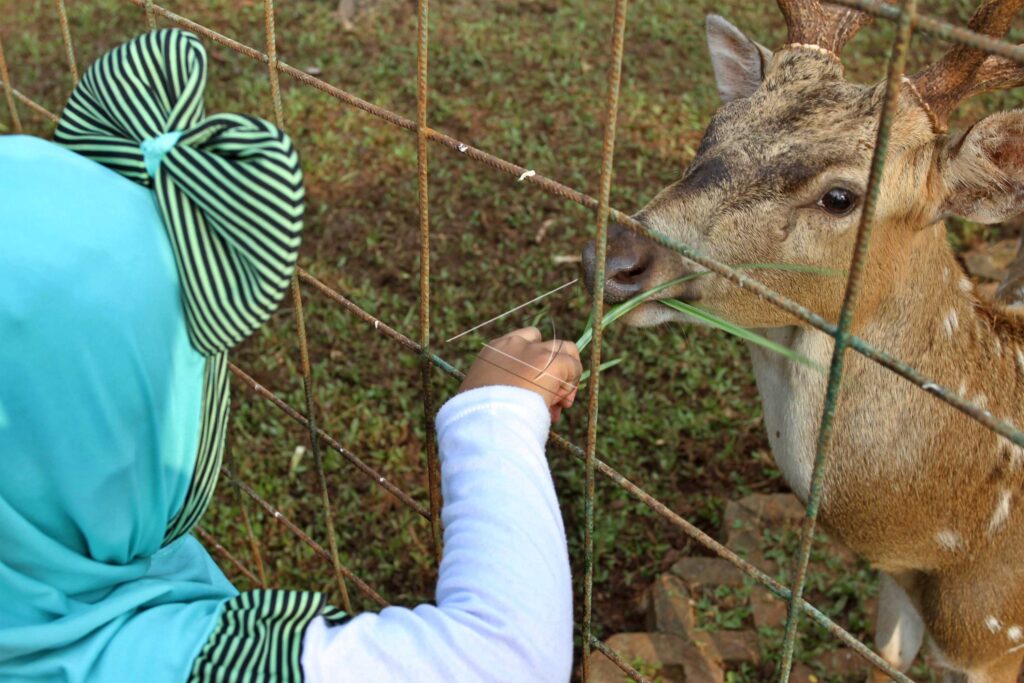 FEEDING DEER