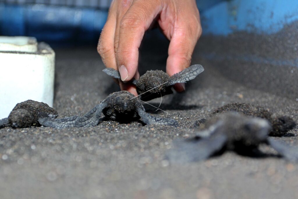BABY SEA TURTLES