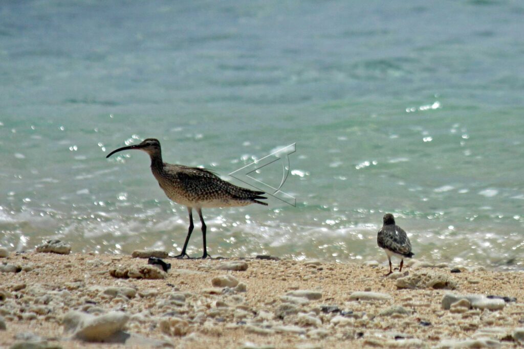 BURUNG GAJAHAN PENGGALA