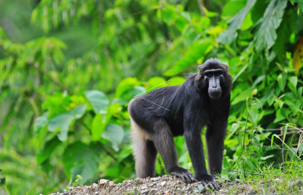 CELEBES CRESTED MACAQUE