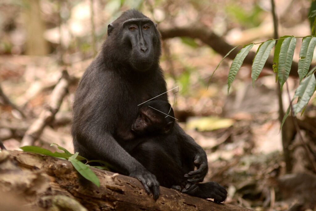 BLACK MONKEY IN TANGKOKO PROTECTED FOREST