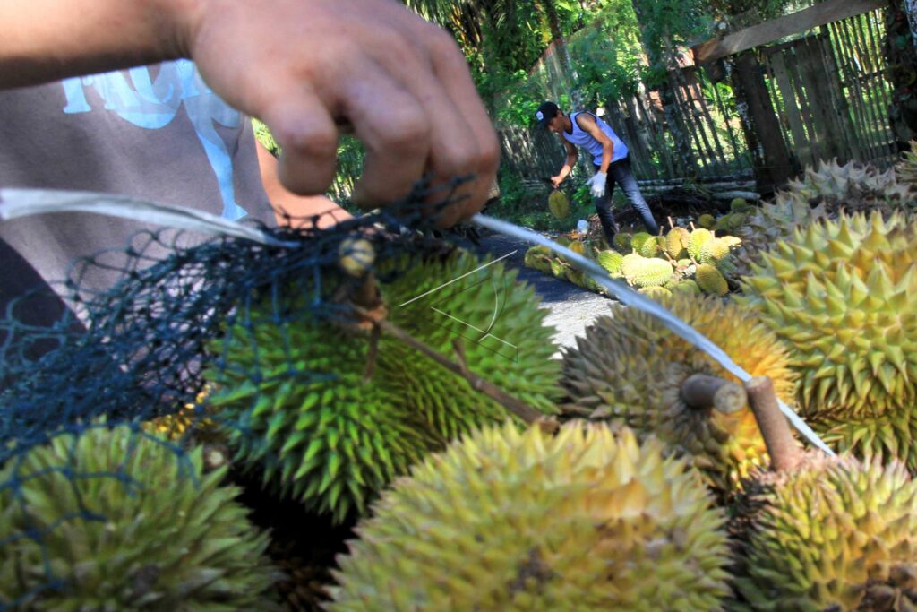 DURIAN SEASON IN ACEH