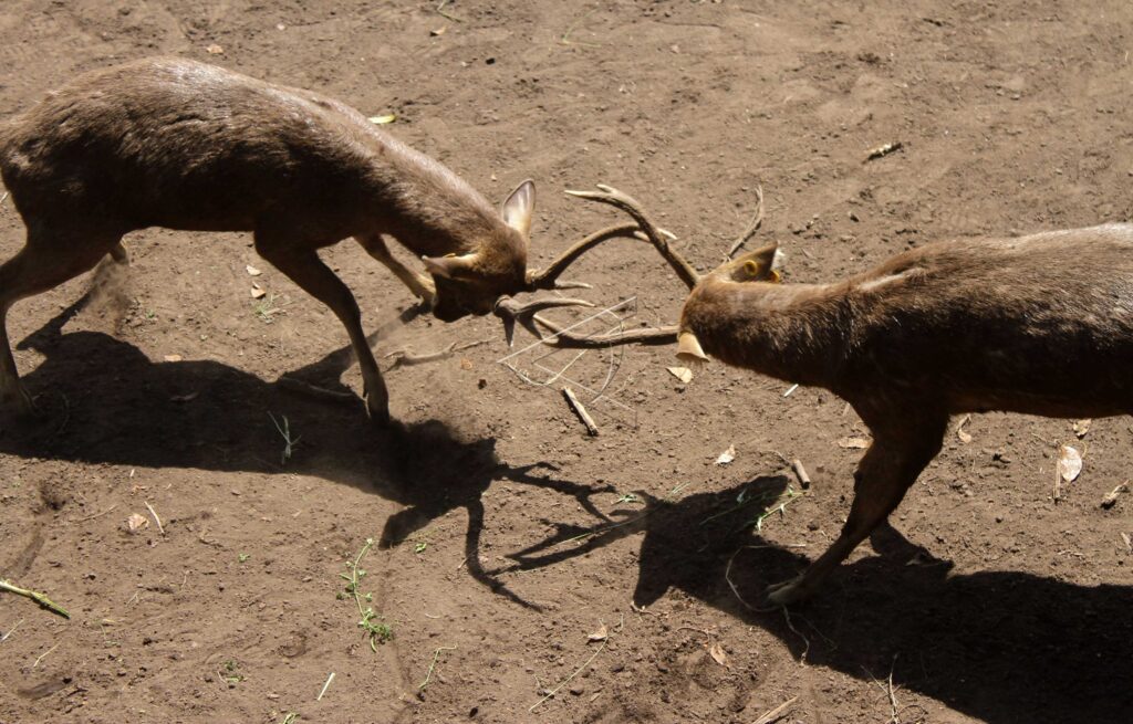 THE DEER BREEDING SEASON