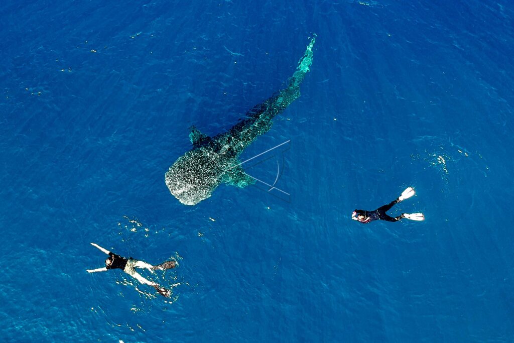 BONE BOLANGO WHALE SHARK