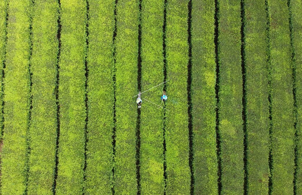 EXPORT VALUE OF INDONESIAN TEA