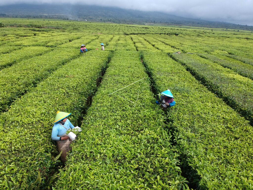 EXPORT VALUE OF INDONESIAN TEA