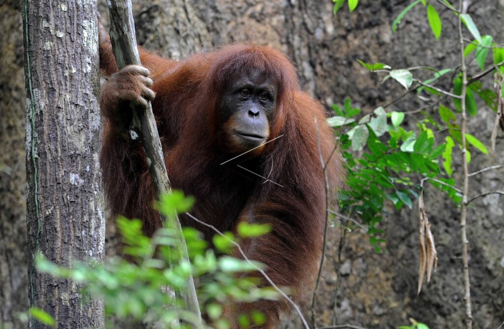 SUMATRAN ORANGUTAN