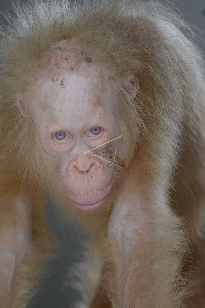 ALBINO ORANGUTAN