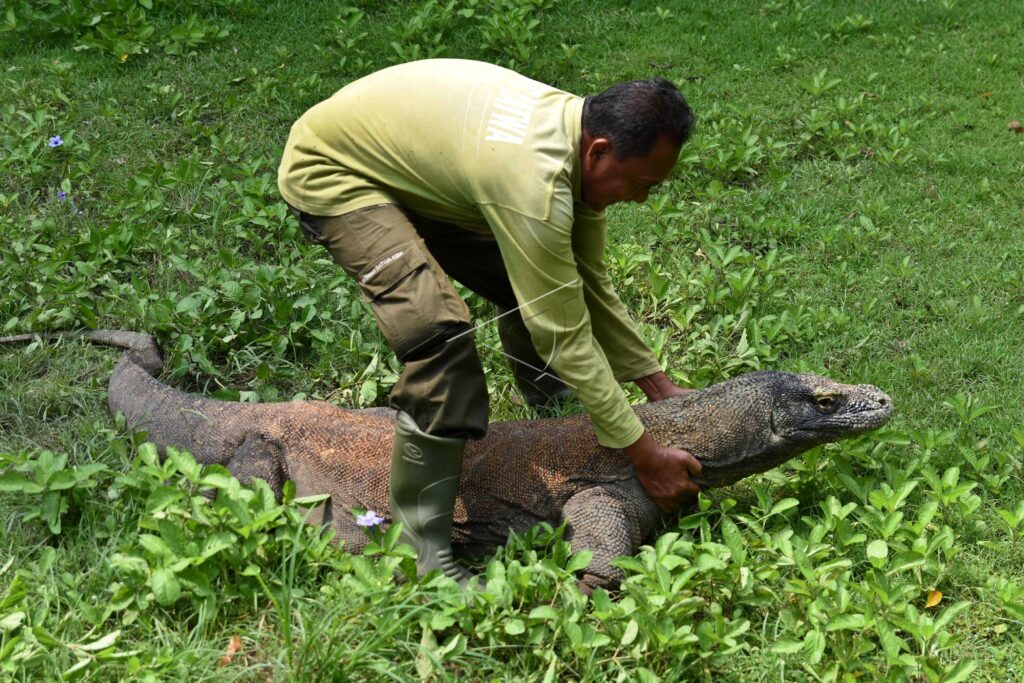 KOMODO IN SURABAYA ZOO