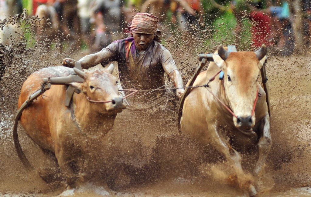 PACU JAWI AWAL TAHUN