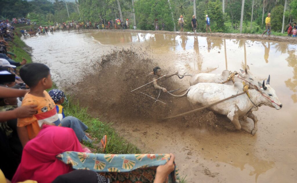 PACU JAWI AWAL TAHUN