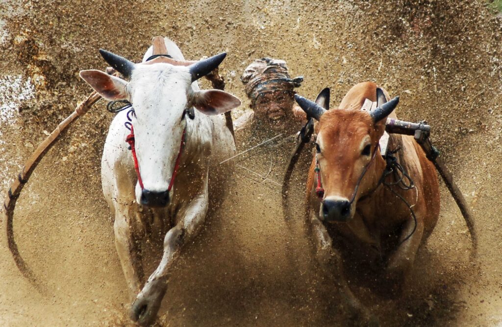 PACU JAWI AWAL TAHUN