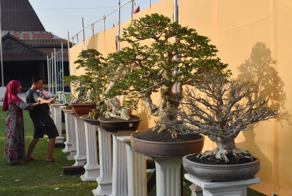 BONSAI EXHIBITION