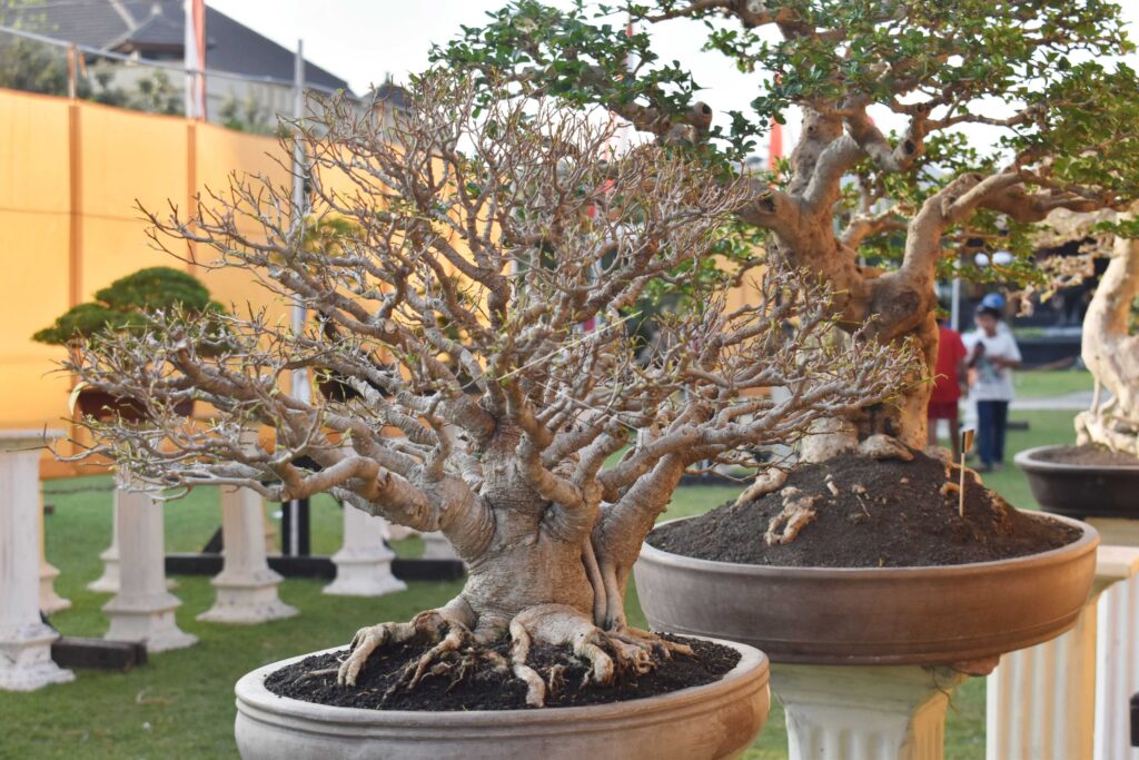 THE GREBEG SURO CELEBRATION