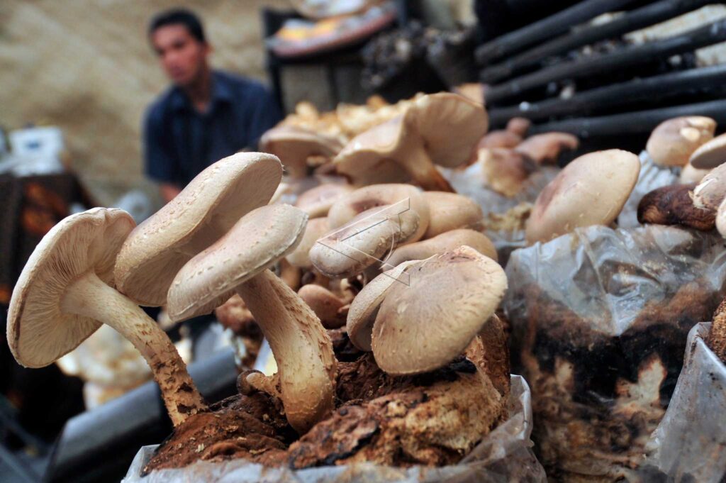 MUSHROOM PLANTATION