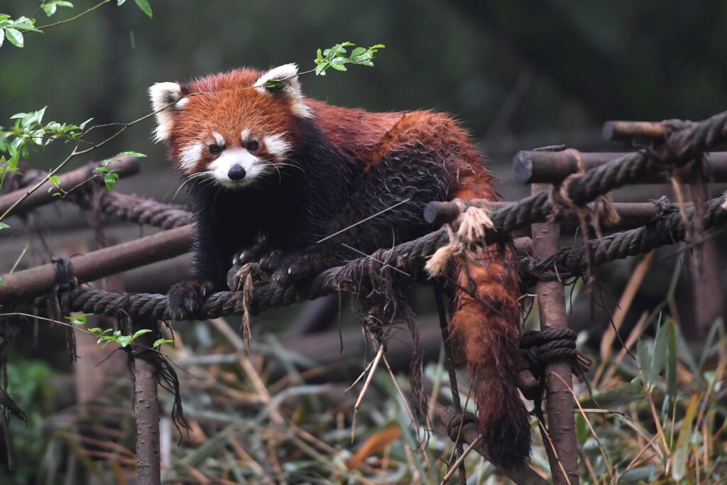 CHENGDU RED PANDA