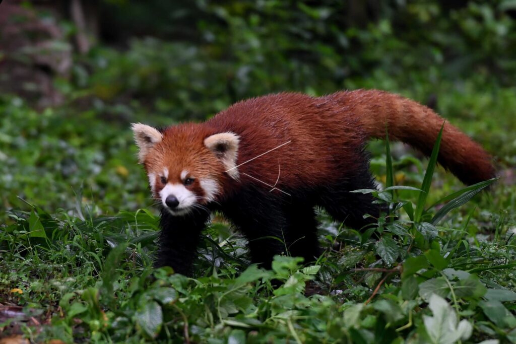 CHENGDU RED PANDA