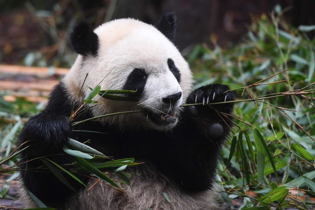 CHENGDU GIANT PANDA